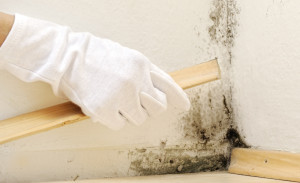 Mold on Walls