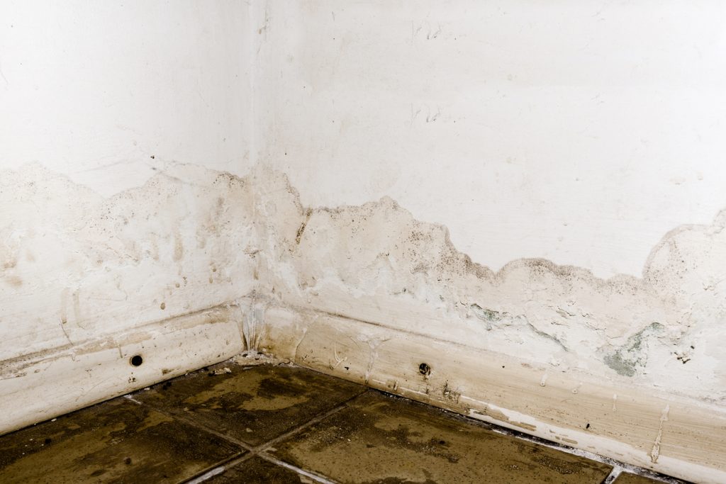water damage and mold in a basement